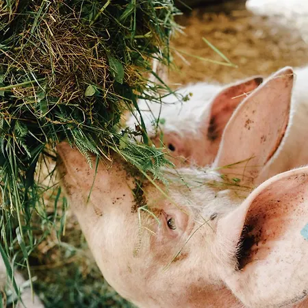 호텔 Zum Dorfschmied