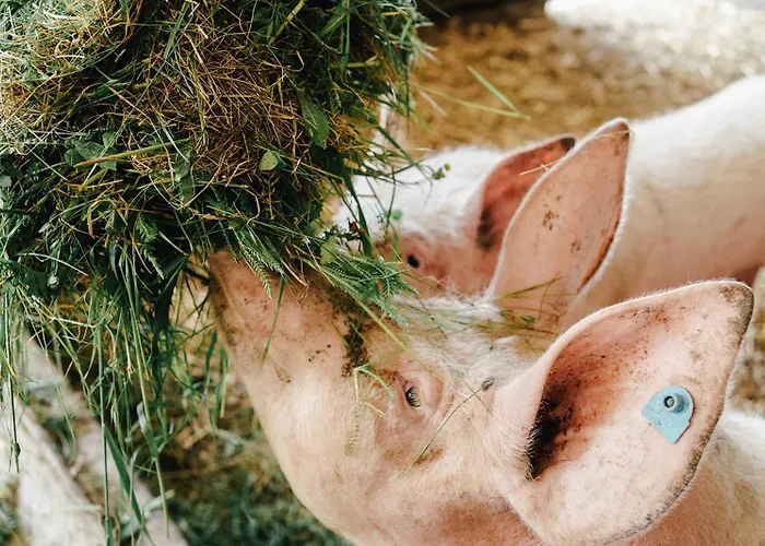 ホテル Zum Dorfschmied